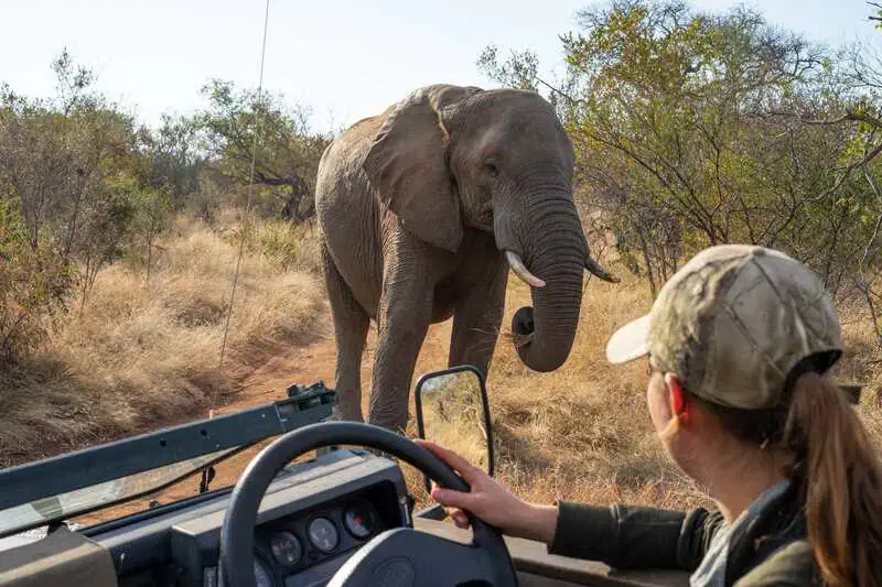 Elephant encounter at field guide training