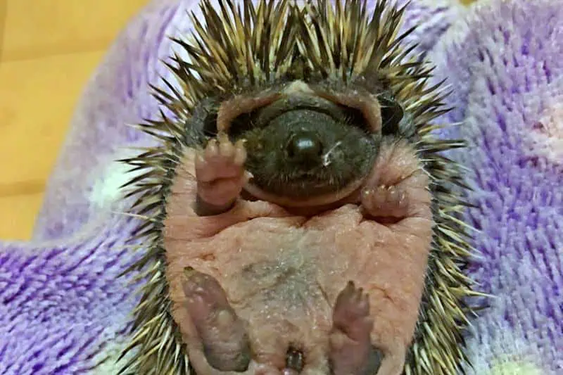 hedgehog