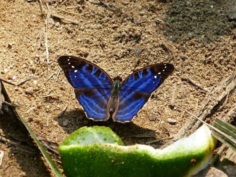 Tropical Butterfly Surveys in the Guinean forests of West Africa 