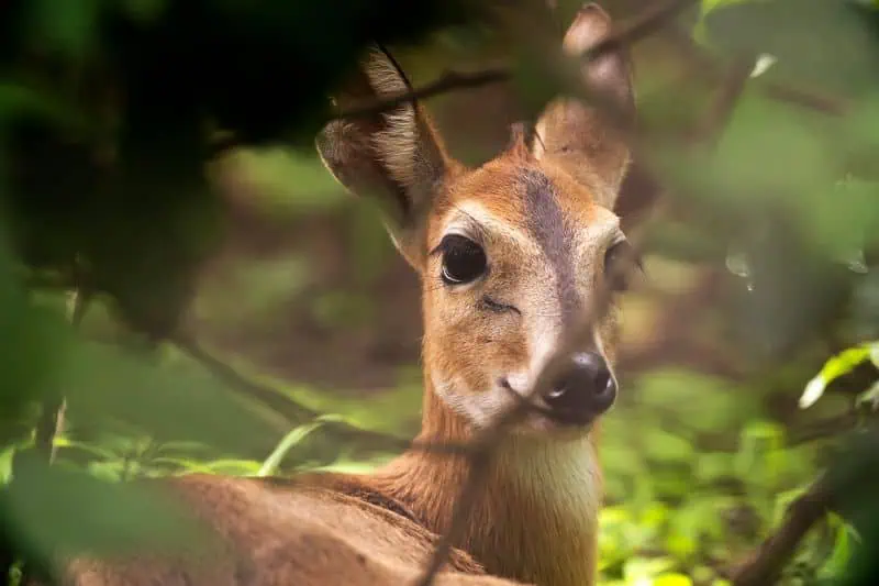 lilongwe duiker