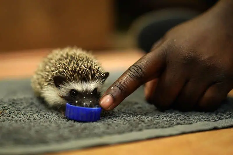 feeding baby hedgehog