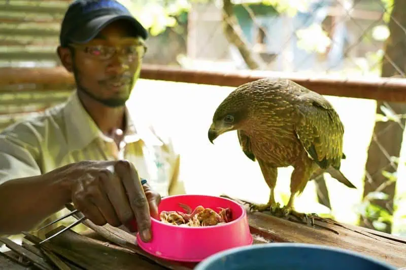 lilongwe volunteers feeding bird of prey