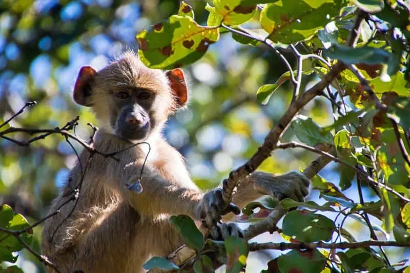 baby baboon