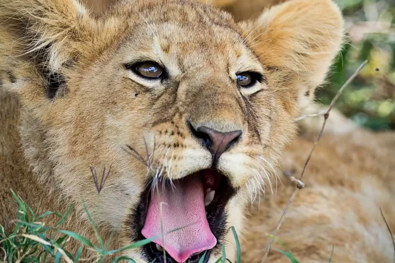 UW-Led Research Demonstrates Invasive Ants Alter Lion Predation in Kenya