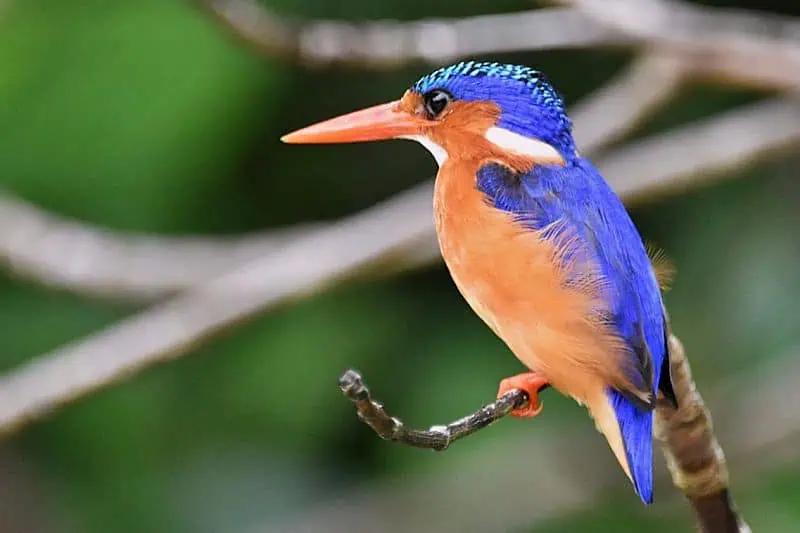 Malachite kingfisher (Photo: Leo Pazze)