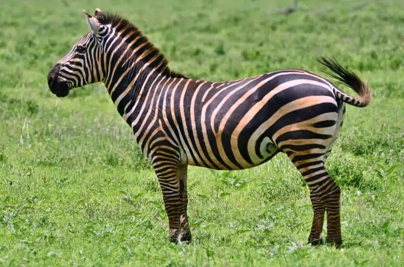 Plains zebra (Photo: Leo Pazze)