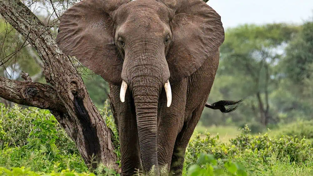 elephant conservation strategy