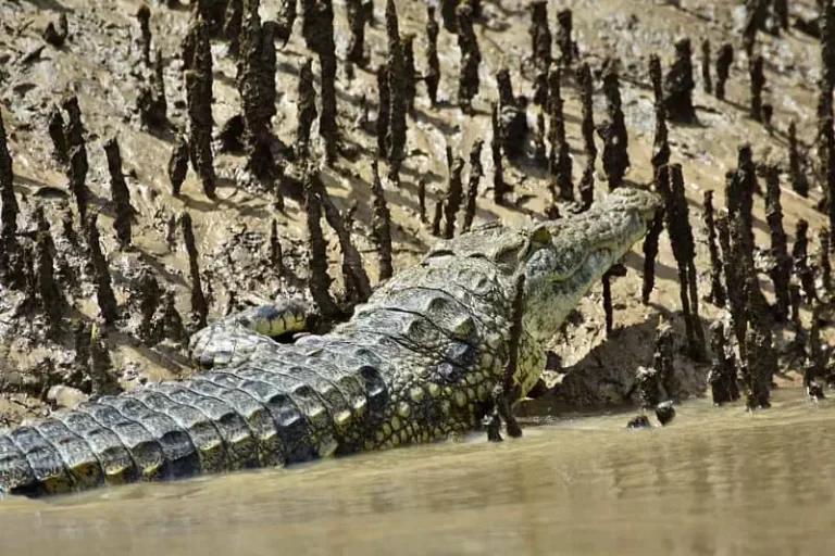 Nile crocodile