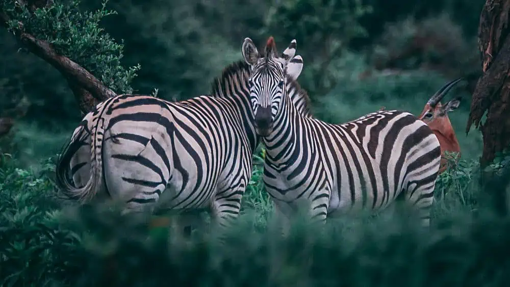 Zebra conservation strategy