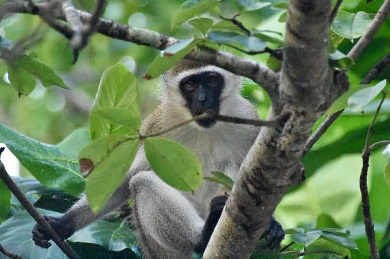 Vervet monkey