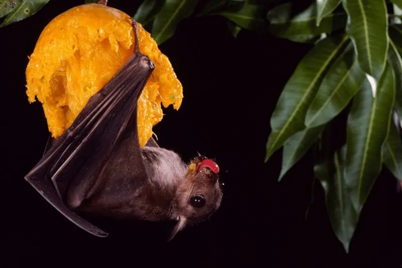 Bats, Dark Sky Week