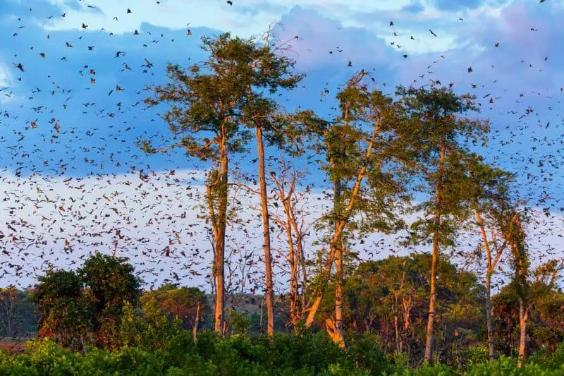 Bats, Dark Sky Week