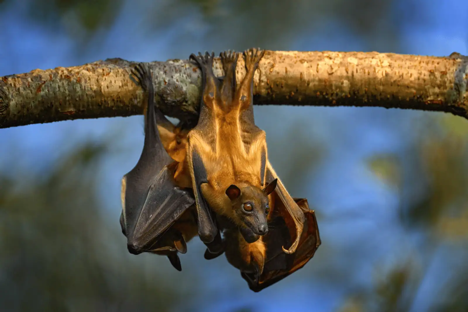 Bats, Dark Sky Week