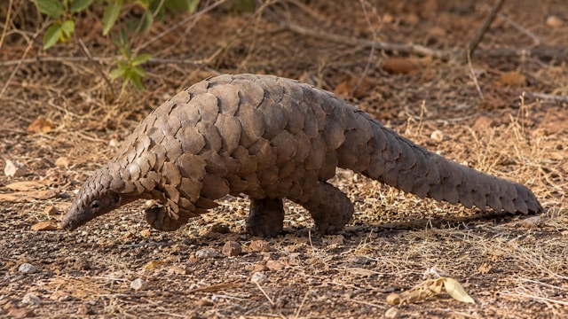 Pangolin: Kulu’s Journey