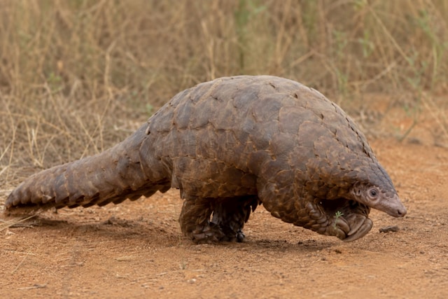 Pangolin (Photo: Nomad Sabor / Unsplash)