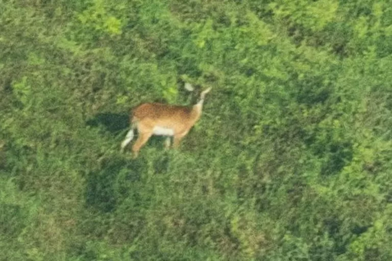 Upemba lechwe
