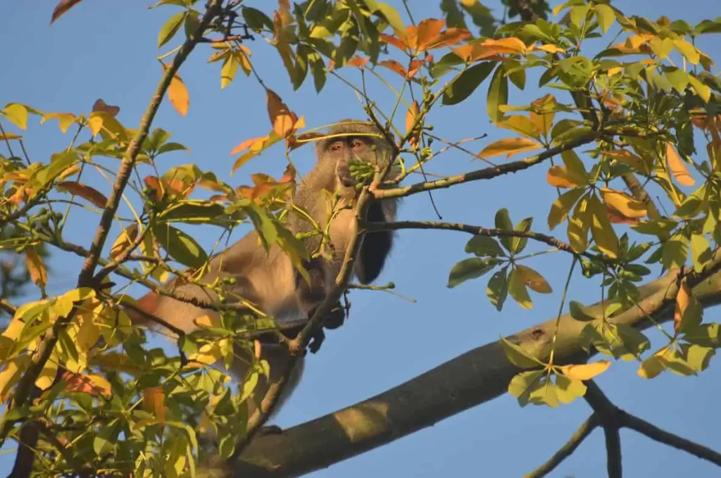 Samango In the kapok tree