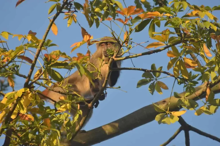 Samango In the kapok tree