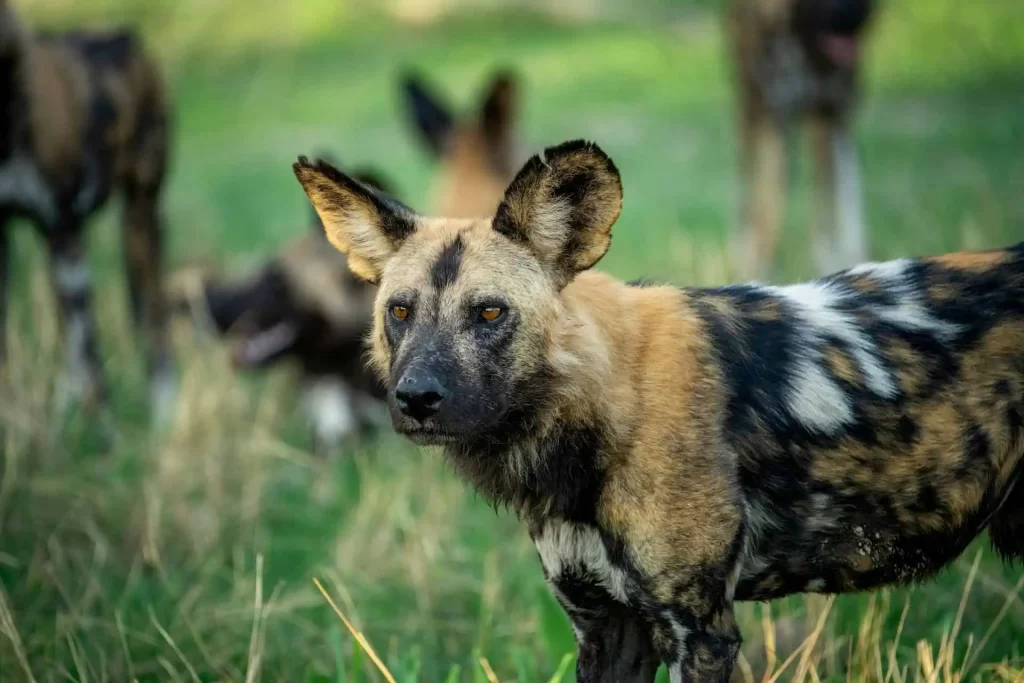 African wild dogs