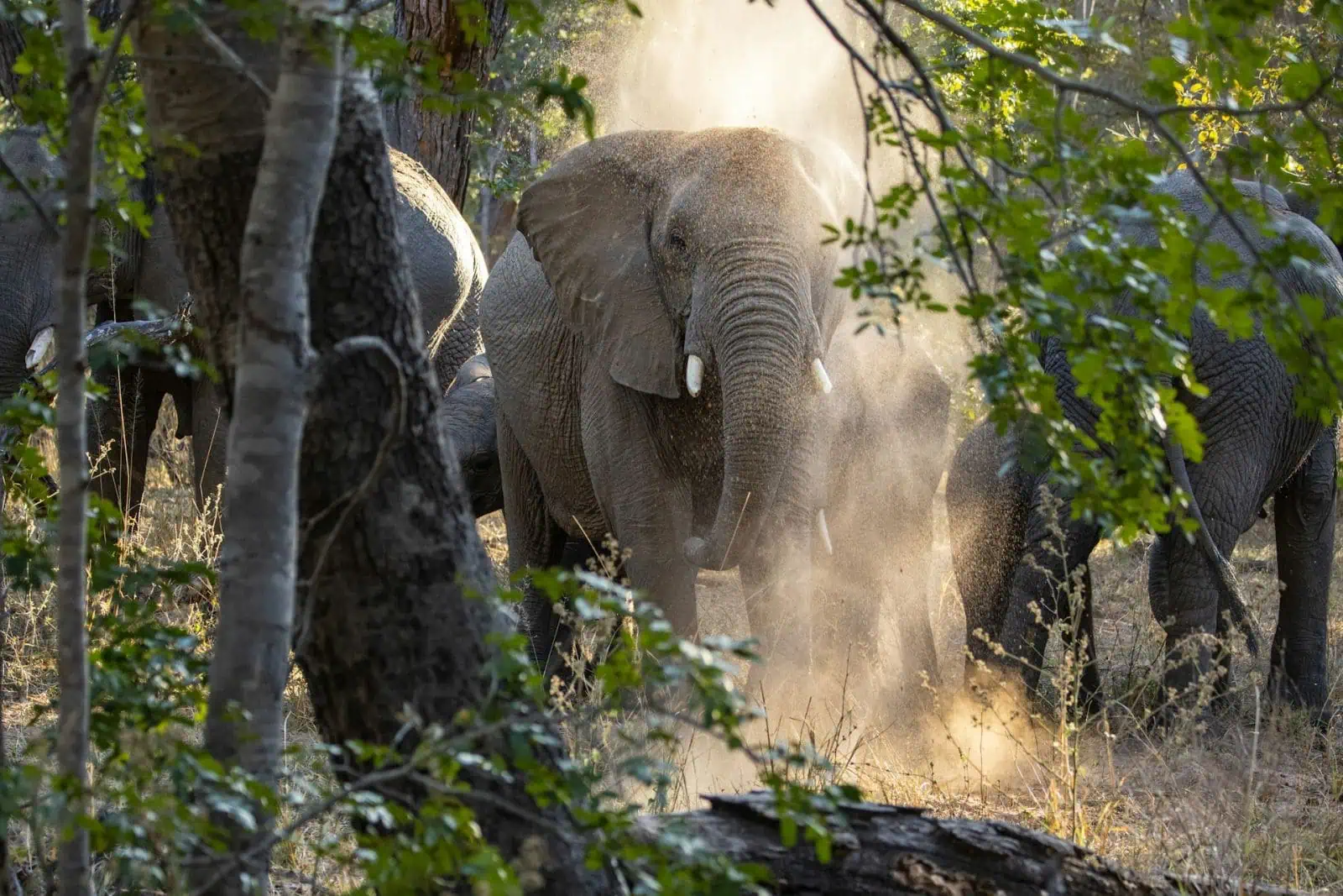 Zimbabwe elephant agriwilding rewilding