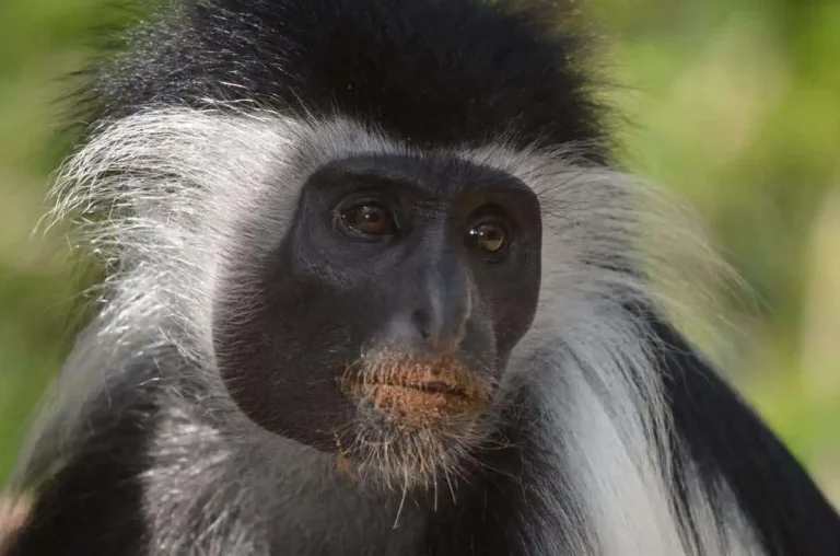 Colobus monkey volunteer