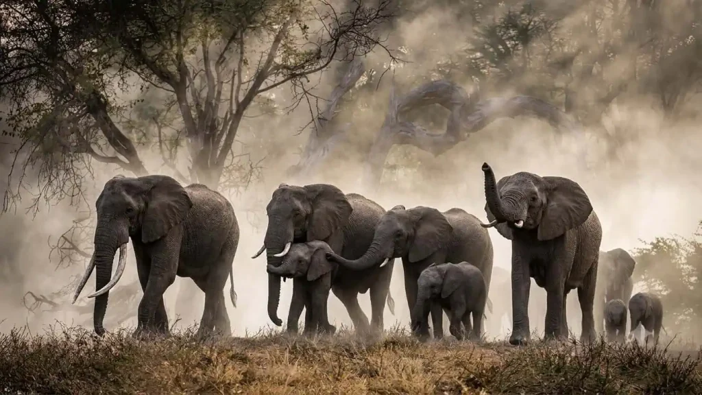 Angola's Ghost Elephants