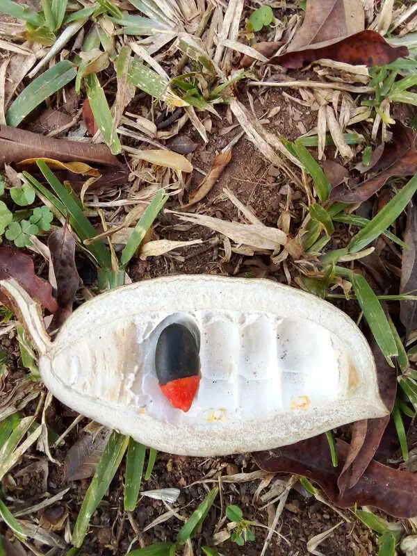 Chanfuta seed pod