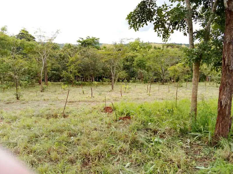 Tree planting at Nhamacoa Forest, Mozambique