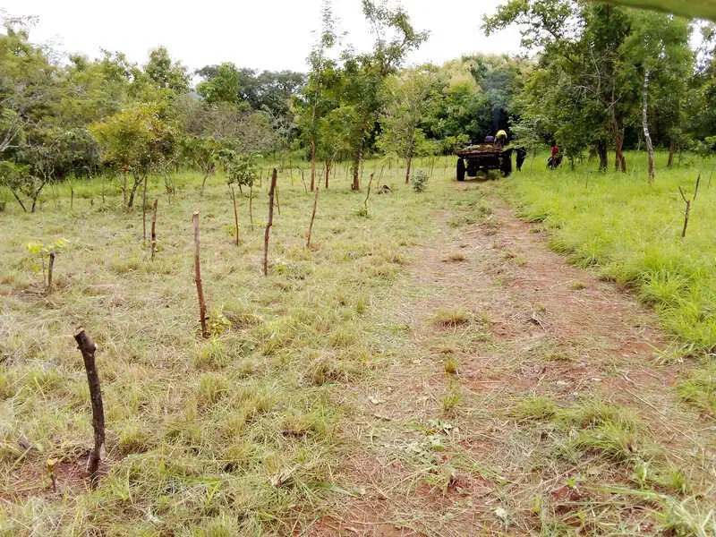 Trees4Moz team members planting native trees to restore the Nhamacoa Forest, part of Mozambique’s miombo woodland ecosystem.